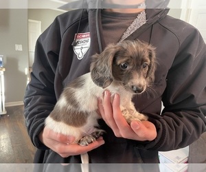 Dachshund Puppy for sale in WICHITA, KS, USA