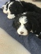 Small Photo #1 Bernedoodle Puppy For Sale in NORTH SALT LAKE, UT, USA