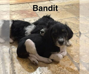 Beagle Mix Dog for Adoption in Springdale, Pennsylvania USA