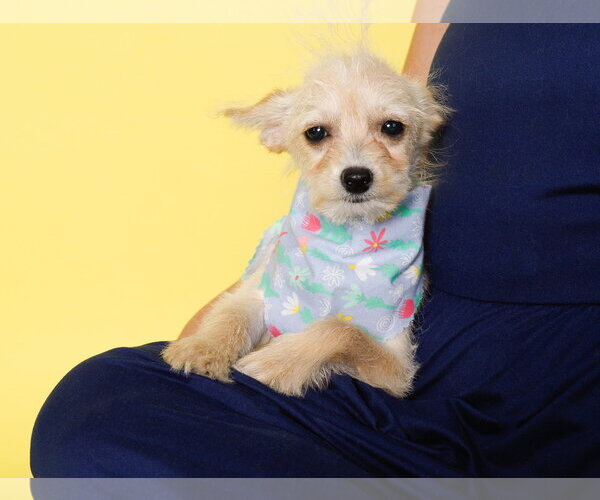 Medium Photo #2 Chi-Poo (Toy) Puppy For Sale in Phoenix, AZ, USA