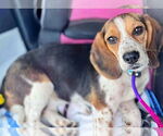 Small Photo #10 Beagle Puppy For Sale in Dunnellon, FL, USA