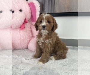 Cock-A-Poo Puppy for sale in FRANKLIN, IN, USA