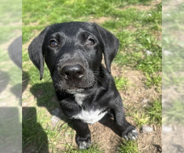 Medium Photo #1 Labrador Retriever-Unknown Mix Puppy For Sale in Bellevue, WA, USA