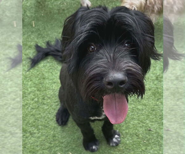 Medium Photo #1 Mutt Puppy For Sale in Candler, NC, USA