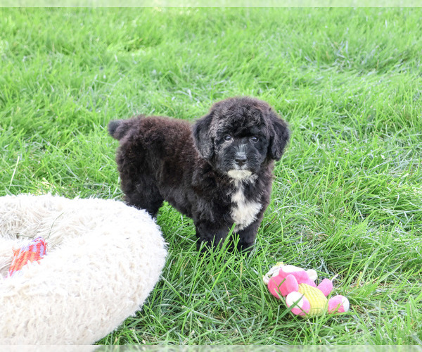 Medium Photo #3 Bernedoodle (Miniature)-Saint Berdoodle Mix Puppy For Sale in SYRACUSE, IN, USA