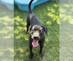 Small #1 Mutt