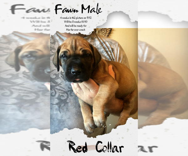 Medium Photo #1 Great Dane Puppy For Sale in NEDERLAND, TX, USA