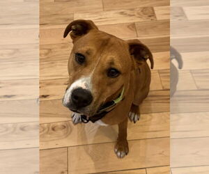 Bulldog-Labrador Retriever Mix Dogs for adoption in Tarrytown, GA, USA