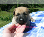 Small #4 German Shepherd Dog