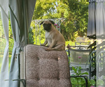 Small Photo #1 Pug Puppy For Sale in INDEPENDENCE, MO, USA