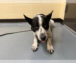 GUNNER - Male Border Collie-Unknown Mix Dog for Adoption - Small photo