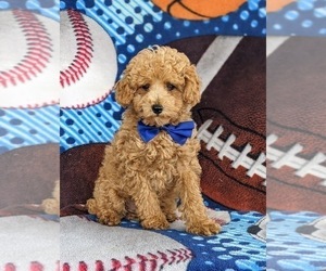 Poodle (Miniature) Puppy for sale in OXFORD, PA, USA