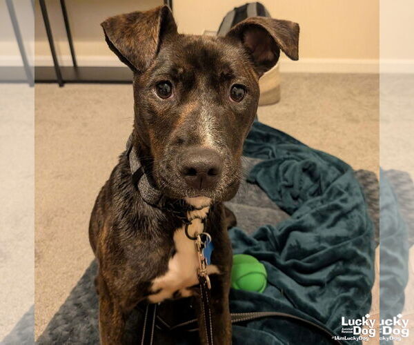 Medium Photo #4 Mutt Puppy For Sale in Washington, DC, USA