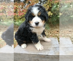 Bernese Mountain Dog Puppy for sale in GOSHEN, IN, USA