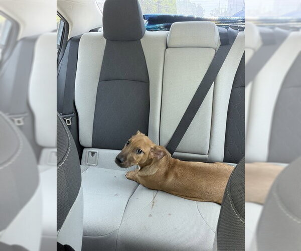 Medium Photo #1 Dachshund-Unknown Mix Puppy For Sale in Conroe, TX, USA