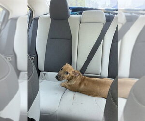Dachshund-Unknown Mix Dogs for adoption in Conroe, TX, USA