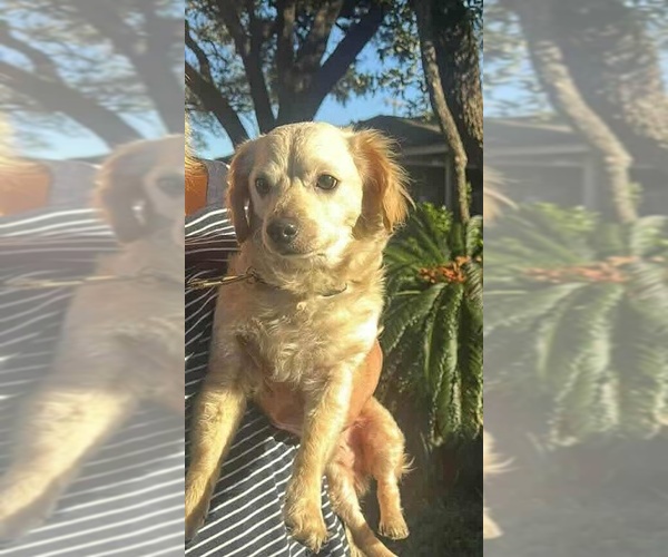 Medium Photo #1 Cockerhuahua Puppy For Sale in Princeton, MN, USA