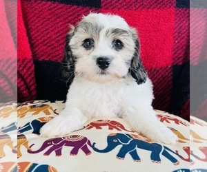 Zuchon Puppy for sale in FRESNO, OH, USA