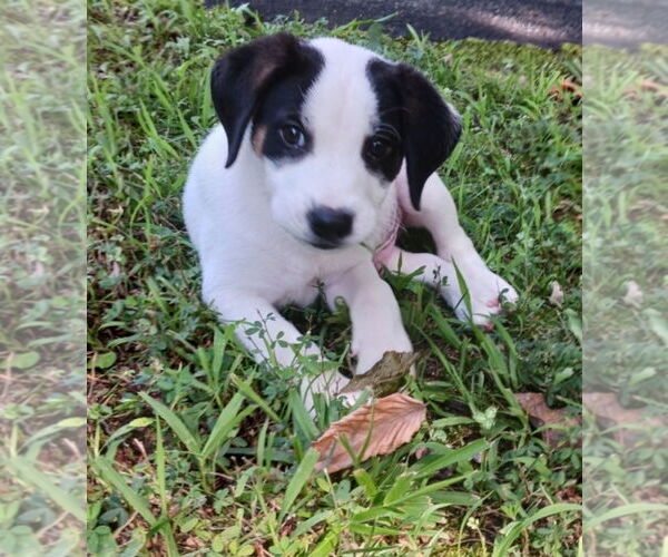 Medium Photo #1 Beagle-Unknown Mix Puppy For Sale in Chester, VA, USA