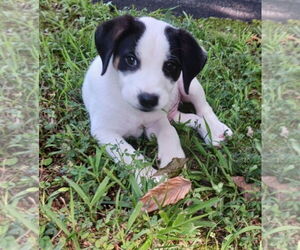 Beagle-Unknown Mix Dogs for adoption in Chester, VA, USA