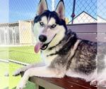Small Siberian Husky