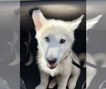 Small Australian Shepherd-Siberian Husky Mix