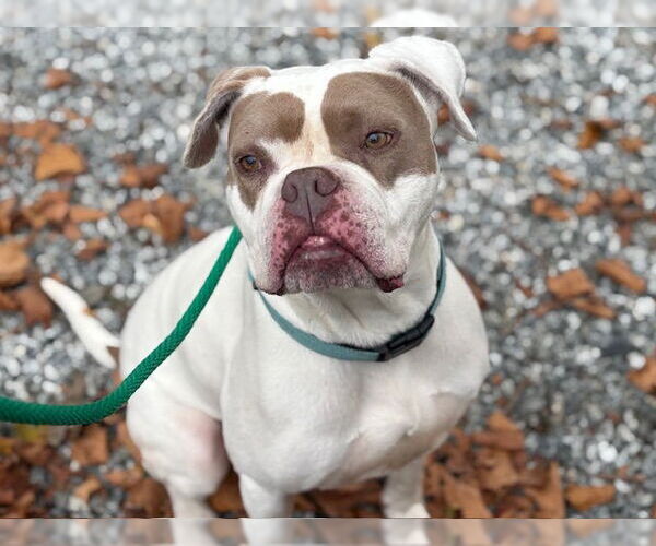 Medium Photo #3 Boxer-Unknown Mix Puppy For Sale in Santa Cruz, CA, USA