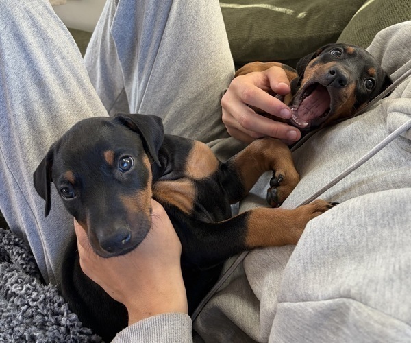 Medium Photo #4 Doberman Pinscher Puppy For Sale in HAMMOND RANCH, CA, USA