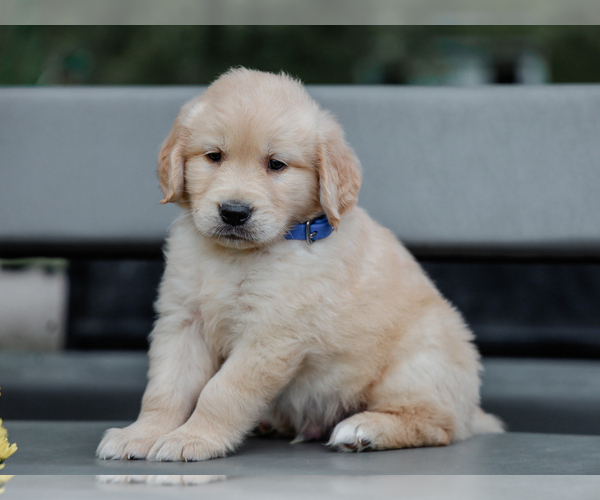 Medium Photo #1 Golden Retriever Puppy For Sale in LIBERTY, KY, USA