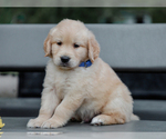 Image preview for Ad Listing. Nickname: Ramsey
