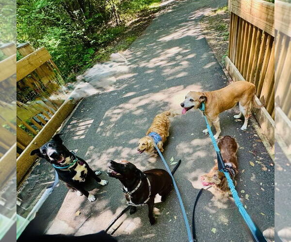 Medium Photo #14 Mutt Puppy For Sale in Arlington, VA, USA