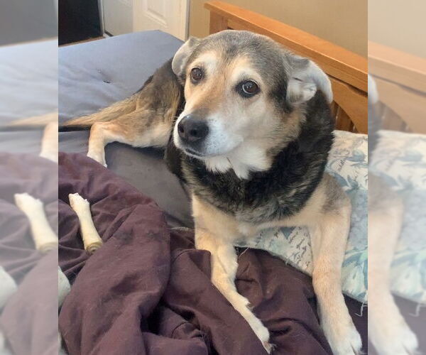 Medium Photo #5 German Shepherd Dog Puppy For Sale in Techny, IL, USA