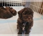 Puppy 2 ShihPoo