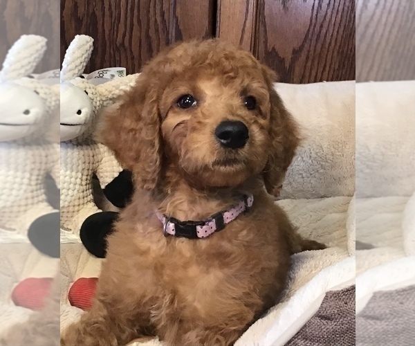 Full screen Photo #1 Goldendoodle Puppy For Sale in SHAWNEE, OK, USA