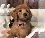 Small Photo #1 Goldendoodle Puppy For Sale in SHAWNEE, OK, USA