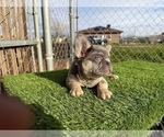 Small #15 French Bulldog