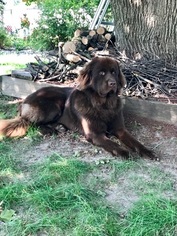 Newfoundland Puppy for sale in WATERFORD, MI, USA
