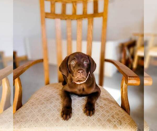 Medium Photo #4 Labrador Retriever Puppy For Sale in WAGENER, SC, USA
