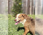 Small #2 Dachshund Mix