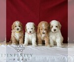 Small #1 Poodle (Miniature)