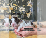 Puppy Presley English Springer Spaniel