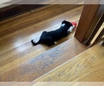 Small Photo #20 Border Collie Puppy For Sale in KANSAS CITY, MO, USA