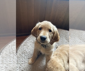 Golden Retriever Puppy for sale in SEDRO WOOLLEY, WA, USA