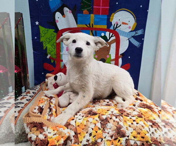 Medium Photo #1 Texas Heeler-Unknown Mix Puppy For Sale in Chico, CA, USA