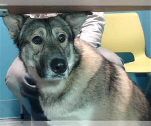 Gerberian Shepsky Dogs for adoption in Houston, TX, USA