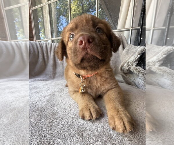 Medium Photo #2 Golden Retriever-Unknown Mix Puppy For Sale in OKLAHOMA CITY, OK, USA