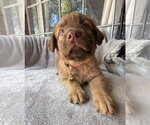 Small #1 Golden Retriever Mix