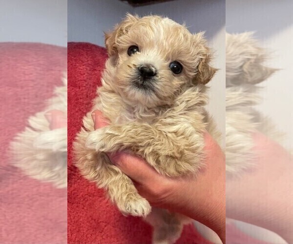 Medium Photo #3 ShihPoo Puppy For Sale in HASTINGS, MN, USA