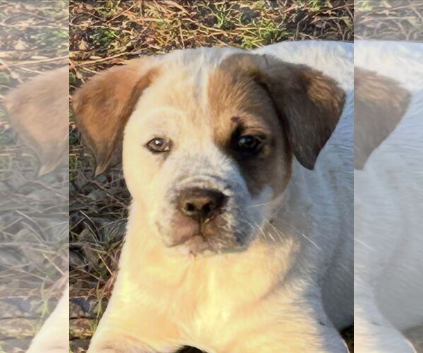 Medium Photo #2 Mutt Puppy For Sale in Rockaway, NJ, USA