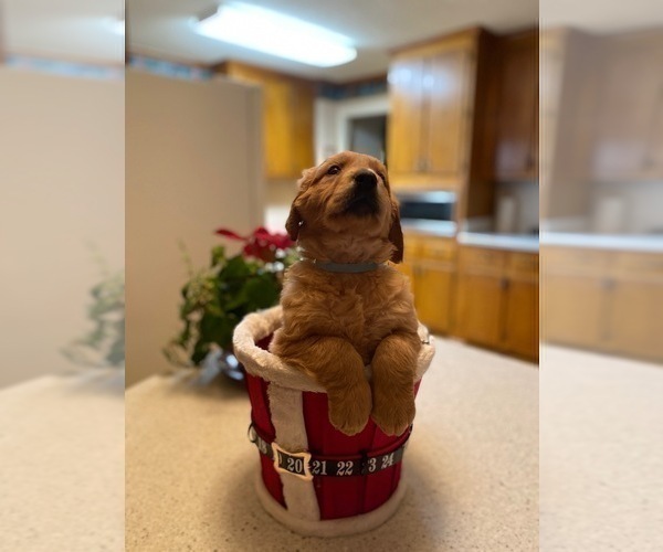 Medium Photo #7 Golden Retriever Puppy For Sale in SANFORD, NC, USA